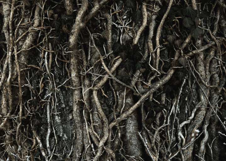 roots